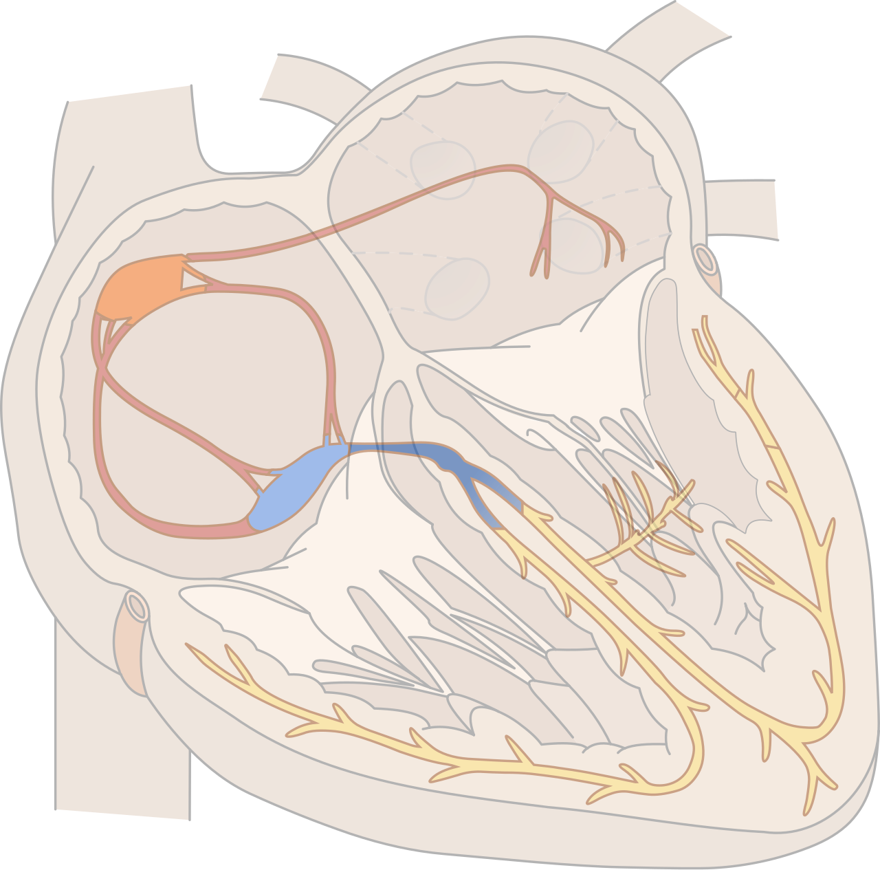 Schéma anatomique du système électrique de conduction du cœur humain